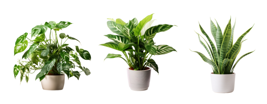 Set of plant pot house decoration on white and transparent background.