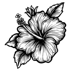 Hibiscus flowers in a vintage woodcut engraved etching style