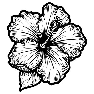 Hibiscus flowers in a vintage woodcut engraved etching style