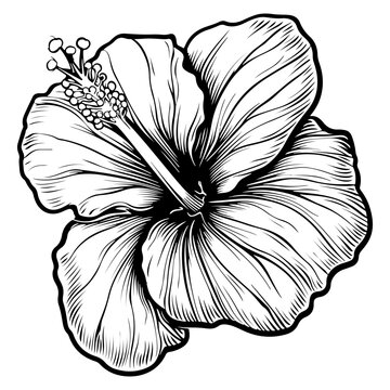 recommend clip art: Hibiscus flowers in a vintage woodcut engraved etching style
