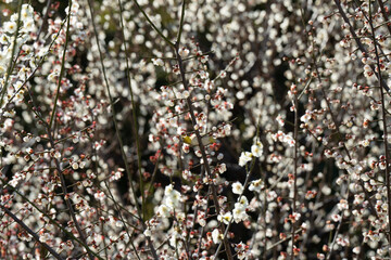 梅の花