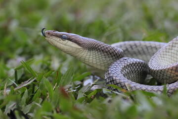 Fototapeta premium snake, ptyas fusca, a ptyas fusca snake in a meadow 