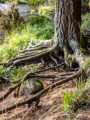 Scots pine roots in a forest in Ireland