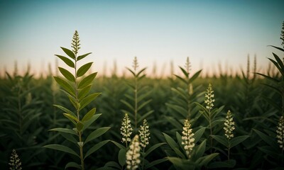 wild plants and flowers ,beautiful natural panoramic landscape, blurred background