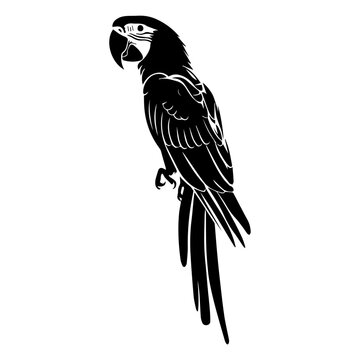 Parrot vector silhouette illustration