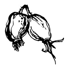 Hand drawn black rosehip. Vintage rosehip, great design for any purposes.