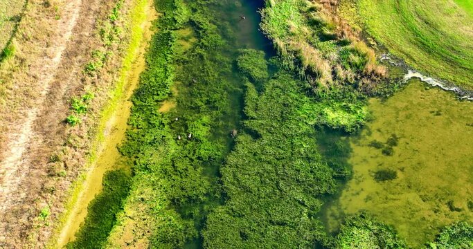 Aerial footage of a turtle swimming in a lake in Champions Gate, Citrus Ridge, Florida, USA