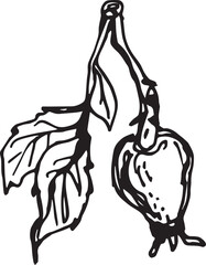 Hand drawn black rosehip. Vintage rosehip, great design for any purposes.
