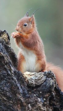 Vertical shot of an Eurasian red squirrel standing on a broken tree trunk eating nuts