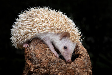 The beautiful Hedgehog (Erinaceidae) posing on wood. © Lauren