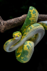 The Green Tree Python (Morelia viridis) also known as the Emerald Green Python.