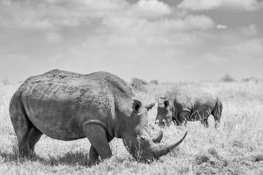 Nashorn