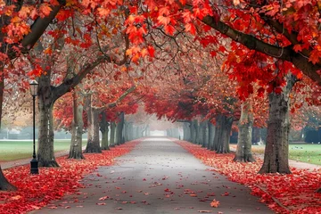 Foto op Plexiglas Tree lined autumn scene in Greenwich park © Esha