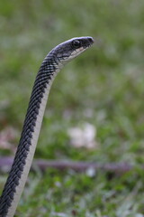 Fototapeta premium snake, ptyas fusca, a ptyas fusca snake in a meadow 