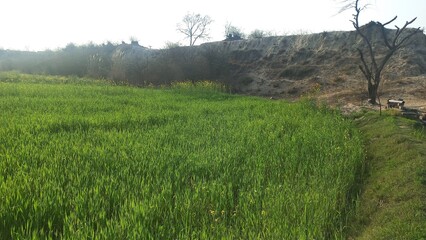 landscape with trees and grass Agricultural Area near rver green tree 