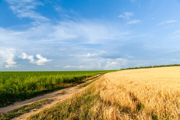 Obraz premium A field of golden wheat spikelets and a dirt road, against a blue sky with beautiful white clouds.