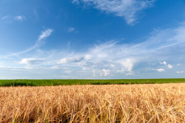A field of golden wheat spikelets against a blue sky with beautiful white clouds.