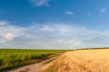 A field of golden wheat spikelets and a dirt road, against a blue sky with beautiful white clouds.