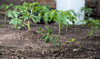 A young tomato plant in the ground