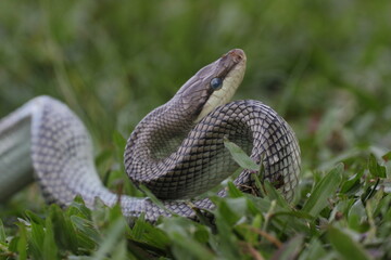 snake, ptyas fusca, a ptyas fusca snake in a meadow
