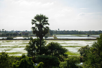 Obraz premium THAILAND CHONBURI LANDSCAPE RICEFIELD
