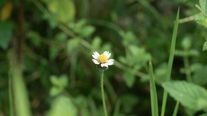 Tridax procumbens, also known as songgo langit plant in Indonesia with several health benefits such...