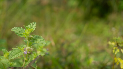 Mint leaves on a blurred background. One of the plants for various herbal treatments for diseases