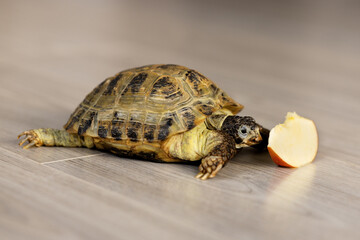 A land turtle bites into a slice of an apple, close-up. Turtle Feeding