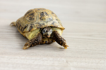 land turtle on a laminate in the room