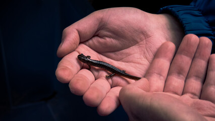 hand holding a salamander