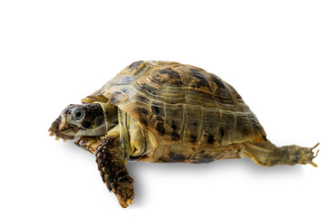 Land turtle close-up isolated on a white background