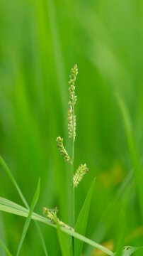 Echinochloa colona (name Echinochloa colona) is a fast-growing summer grass that requires heat and moisture. It looks similar to commercial rice plants and is considered a noxious weed in paddy fields