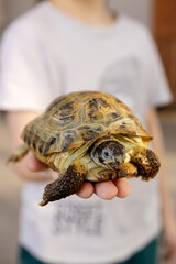 turtle living in a house close-up on a boy's arm