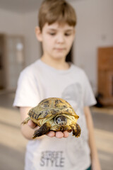 boy holds land turtle at arm's length. blurred background