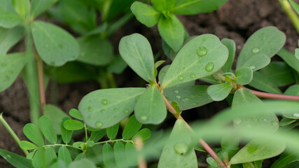 Portulaca oleracea L, one of the tropical plants that has health benefits, commonly used as a medicine for digestive pain, high blood pressure and cholesterol.