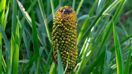 Amorphophallus sylvaticus is a species of flowering plant in India. It is used in herbal medicine