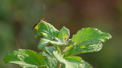 Rice ear bugs, small insects, commonly infest rice fields, feeding on developing grains, causing damage to crops