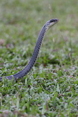 Fototapeta premium snake, ptyas fusca, a ptyas fusca snake in a meadow 