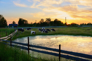 A herd of cows grazes in a corral at sunset near a pond. Summer in the village. Amazing sunset...
