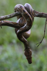 snake, python, a python wrapped around a log