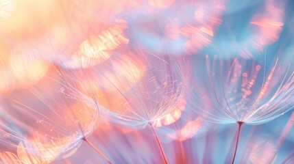 Ethereal Dandelion Seeds Illuminated by Warm Light: A Dreamy Macro Photography