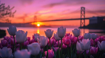 Fotobehang Serene Sunset over Tulip Field with a Beautiful Bridge Silhouette in the Background © romanets_v
