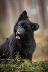 Beautiful long hair purebred black german shepherd with one floppy ear portrait in the forest, six month old puppy, blurred background