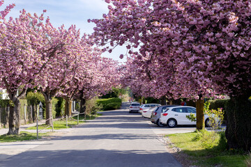 pink sakura Cherry blossoming in a city alley in Austria