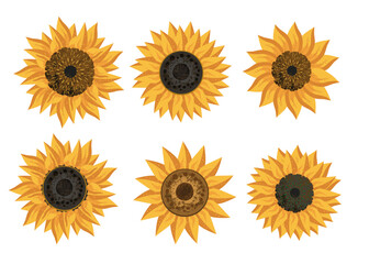 set of sunflower isolated