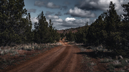 forest dirt road in the mountains