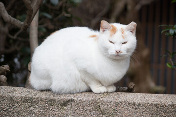 Naklejka na ściany i meble 白い野良猫
