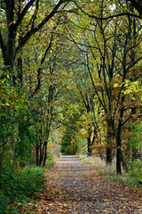 Obraz premium The way in the forest by the city