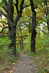 Obraz premium the old tree by the road