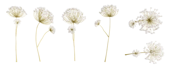 Fotobehang Dried flower isolated on white background   © D85studio